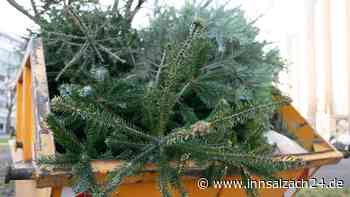 Wo und wie Sie Ihren alten Christbaum richtig entsorgen können