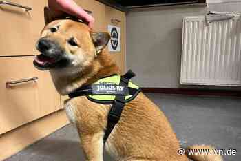 Hund am Kanal ausgesetzt – wer kennt diesen Vierbeiner?