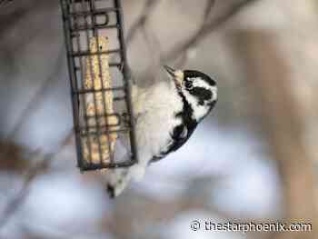 Take a holiday break: Five things to do this weekend in Saskatoon, Dec. 27-29