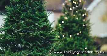 How to recycle your real Christmas tree in Havering