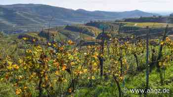 Weinbau: Deutscher Spätburgunder zunehmend geschätzt