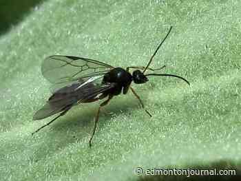 Growing Things: How to keep your house free of fungus gnats