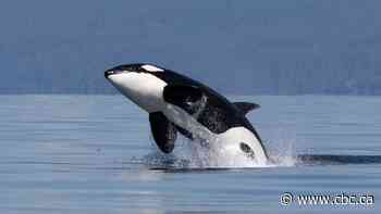 Killer whales in Arctic waters could pose risks to ecosystem, Manitoba researcher says