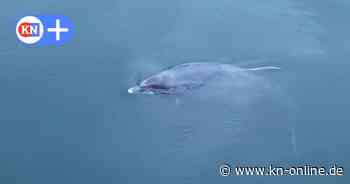 Seltener Gast in Kieler Förde: Delfin bei Lostenstation
