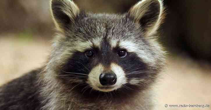 Einbrecher entpuppt sich als Waschbär