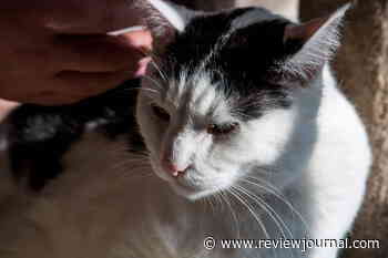 Pet food pulled from stores after cat dies from bird flu-tainted chow