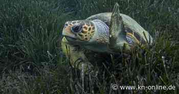 Sylt: Urlauber finden an Heiligabend seltene Schildkröte