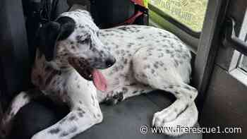 Ill. officials vote to allow Dalmatian inside firehouse