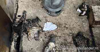 Voor tienduizenden euro’s aan duiven gedood door brandstichting: ‘Waarom? Ik heb geen vijanden’