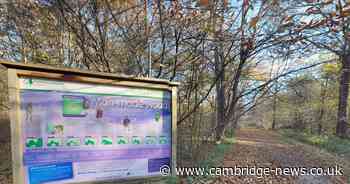 The Cambridgeshire woodland where RAF airmen lived during WW2 with building ruins visible