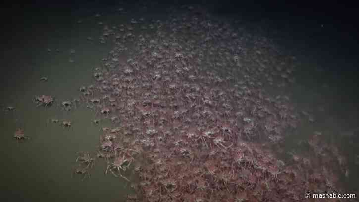 The deep sea footage scientists filmed in 2024 is jaw-dropping