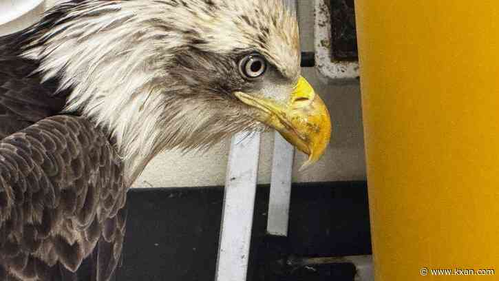 Badly injured bald eagle recovering in the care of Austin Wildlife Rescue