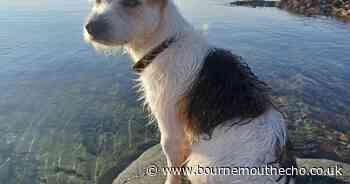 Family desperate to be reunited with missing dog issue urgent appeal