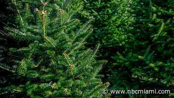 How to recycle your Christmas tree in Miami-Dade County