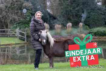 Minipaard Sunny overleeft val in 6 meter diepe waterput: “Hij heeft er geen enkel trauma aan overgehouden”