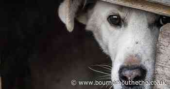 Pet owners urged to take precautions ahead of fireworks season