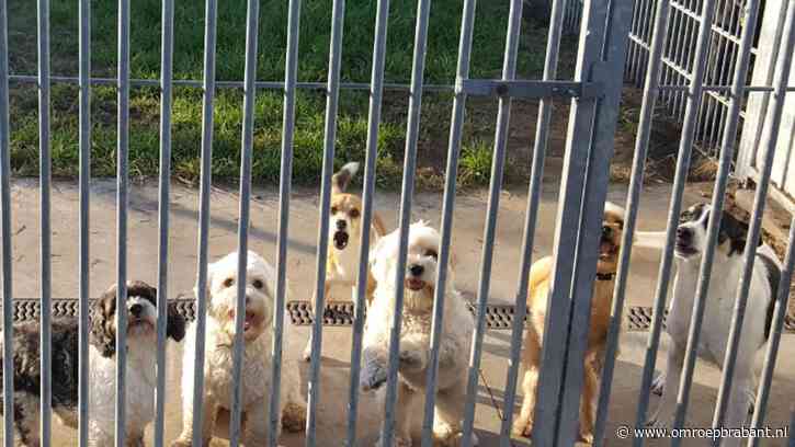 Honden massaal naar pensions door geknal: 'Zelfs honden uit Amsterdam hier'