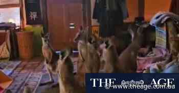 A lounge filled with joeys: Wildlife rescuers brace for influx of animals injured in Grampians blaze