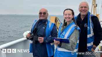 One of the best things I've done - whale surveyor