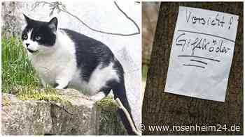 Giftköder-Alarm: Mehrere Katzen in Bernau betroffen – das müssen Tierbesitzer jetzt beachten