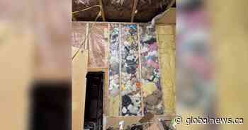 Narcan raccoons, dirty diapers and stuffed animals: 12 of B.C.’s weirdest stories this year