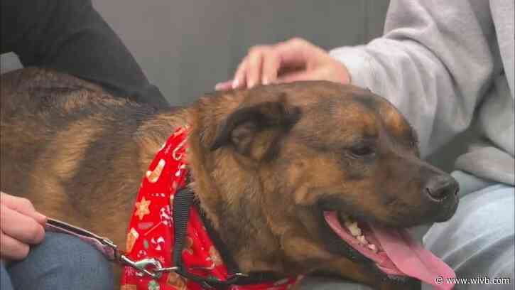 2-year-old Emmie loves belly rubs and is ready for adoption