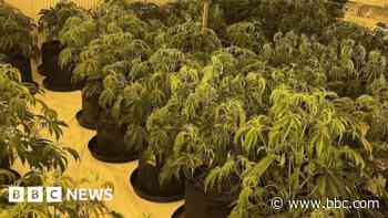 Ten ways to spot a cannabis farm being grown