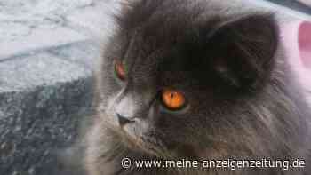 Hilfe für kranke Katze: „Möchten nicht, dass unsere Nala wegen Geldmangelns sterben muss“