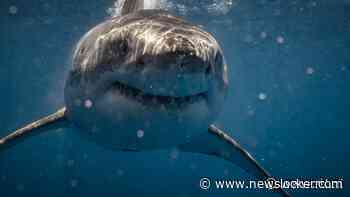 Man (40) doodgebeten door haai in Australië