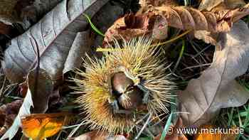 Von der Armenmahlzeit zur begehrten Spezialität: Die  Esskastanie ist ein Baum mit Potenzial