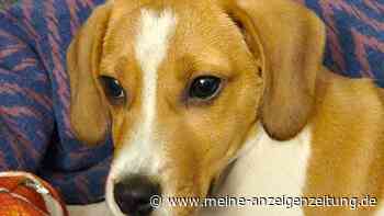 Verwahrloster Welpe aus Scheune gerettet – Hilza diente „als Spielzeug für die Kinder“