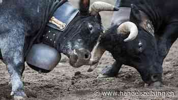 Das Finale der Walliser Kuhkämpfe steht 2025 auf der Kippe