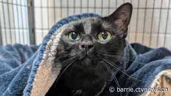 How you can help kittens at a local shelter during the winter months