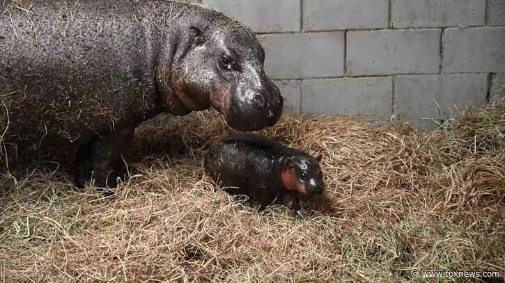 Zoo in Virginia launches poll to name newborn pygmy hippopotamus calf