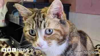 Shelter makes plea to find a home for injured cat