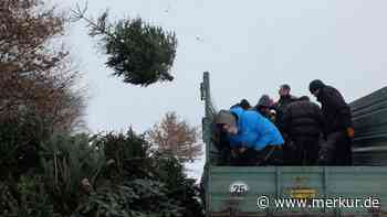 So werden Sie Ihren Christbaum im neuen Jahr los