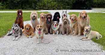 Dog trainer names three breeds that make perfect companions