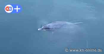 Delfin in Kiel freundet sich in Kieler Förde mit der Kanalschleuse an