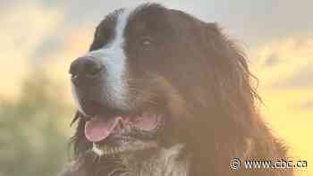 An internet-famous dog survives a rare parasite