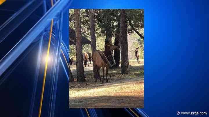 Elk with chair on head in Ruidoso is able to move, eat