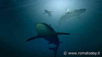 Turista romano ucciso da uno squalo a Marsa Alam