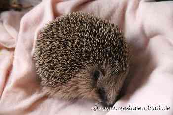 Igelhilfe Herford ist voll: Helfer wie Familie Rürup sind wichtiger denn je
