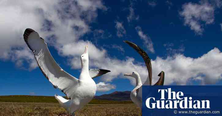 Consciously uncoupling: what drives rates of animal divorce?