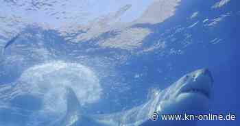 Haiattacke in Ägypten: Italienischer Tourist im Roten Meer gestorben