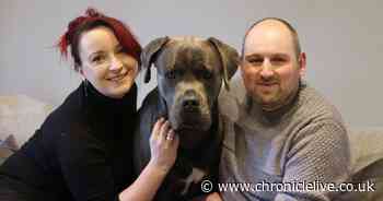 'Rehoming a dog from Newcastle Dog and Cat Shelter did us the world of good'