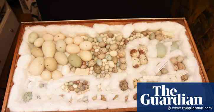 Police seize 6,000 illegal wild birds’ eggs as raids net largest haul in UK history