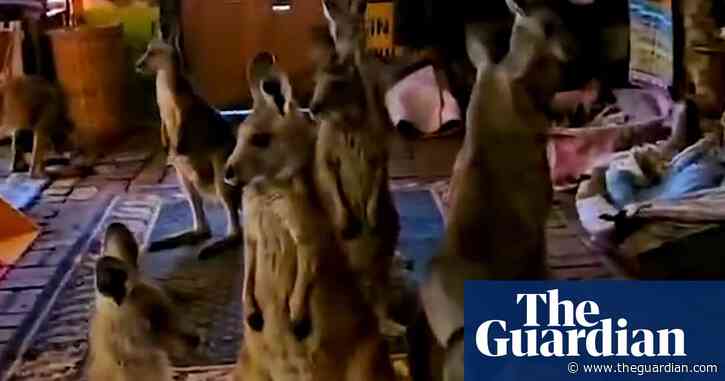 As the Grampians fires approached, 20 kangaroo joeys took shelter in a living room. Experts say others aren’t so lucky