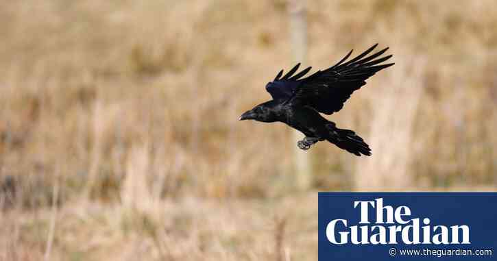 Country diary: The ravens here are heard but not seen | Derek Niemann