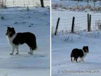Lessons of Oreo the collie: How to catch a dog on the loose in rural Alberta