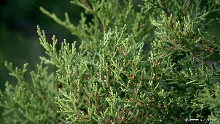 Peak of cedar season arrives for Central Texas